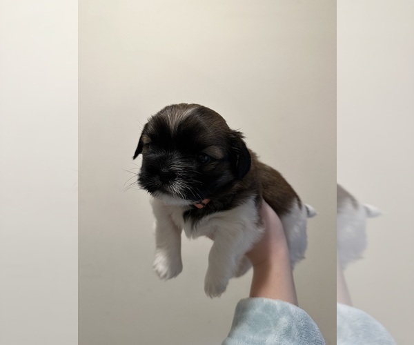Medium Photo #1 Shorkie Tzu Puppy For Sale in JANE LEW, WV, USA