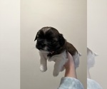 Small Photo #1 Shorkie Tzu Puppy For Sale in JANE LEW, WV, USA