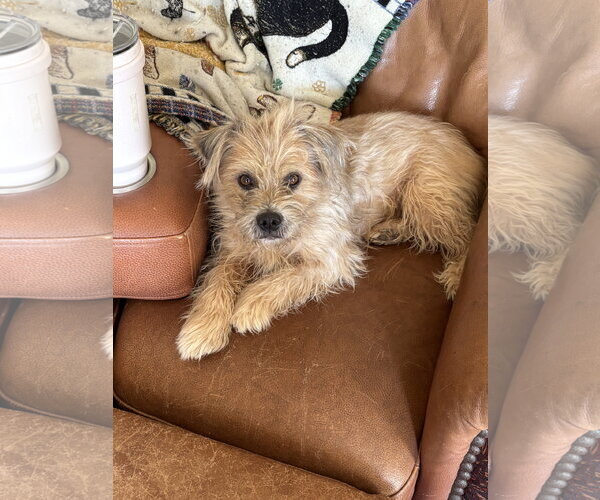 Medium Photo #3 Care-Tzu Puppy For Sale in Harrison, AR, USA