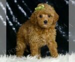 Small Photo #15 Goldendoodle (Miniature) Puppy For Sale in WARSAW, IN, USA