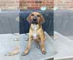 Small #4 Beagle-German Shepherd Dog Mix