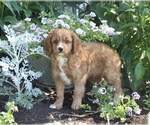 Small Photo #2 Cavapoo Puppy For Sale in FREDERICKSBURG, OH, USA