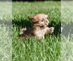 Small #2 Shih Tzu