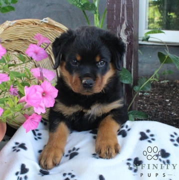 Medium Photo #1 Rottweiler Puppy For Sale in GAP, PA, USA
