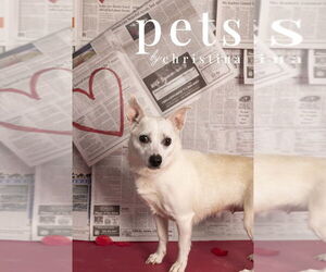 Chihuahua-Unknown Mix Dogs for adoption in Foristell, MO, USA