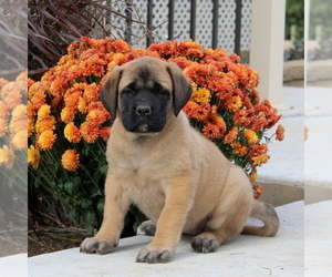 Mastiff Puppy for sale in RED LION, PA, USA