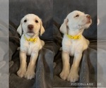 Puppy Puppy 2 Goldendoodle-Unknown Mix