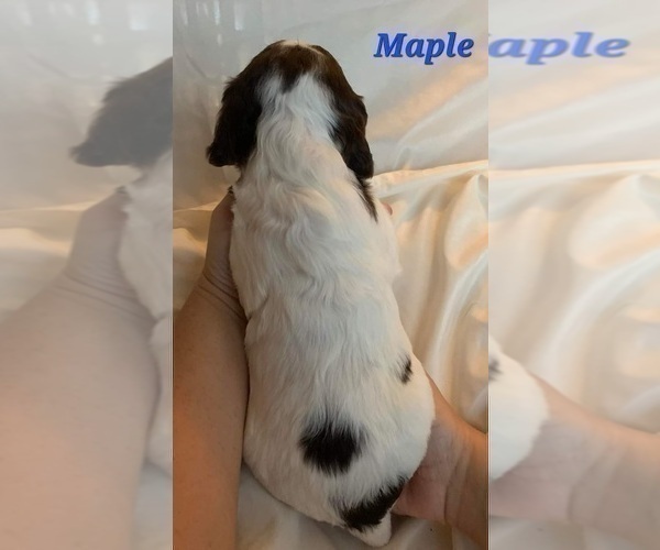 Medium Photo #3 English Springer Spaniel Puppy For Sale in DILLSBURG, PA, USA