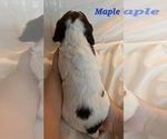 Small Photo #3 English Springer Spaniel Puppy For Sale in DILLSBURG, PA, USA