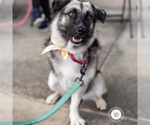 Macy (tripod) - Female Mutt Dog for Adoption - Photo #13