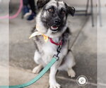 Small #12 Mutt