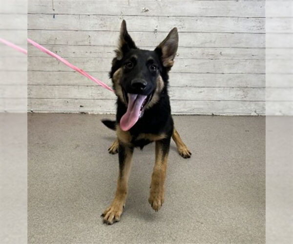 Medium Photo #1 German Shepherd Dog Puppy For Sale in San Bernardino, CA, USA