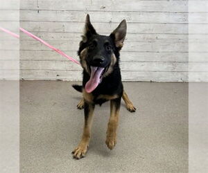 Medium German Shepherd Dog