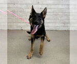 Small German Shepherd Dog