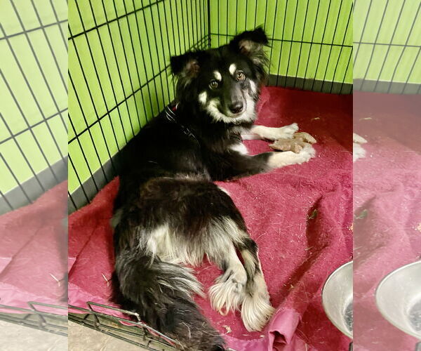 Medium Photo #2 Australian Shepherd-Unknown Mix Puppy For Sale in Estherville, IA, USA