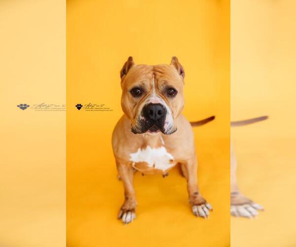 Medium Photo #9 American Bulldog-Unknown Mix Puppy For Sale in Rockwall, TX, USA