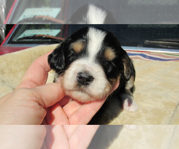 Medium Photo #6 Bernedoodle Puppy For Sale in BIG ROCK, IL, USA