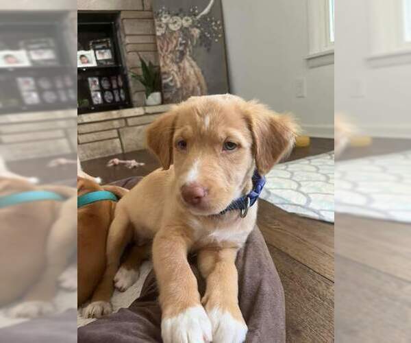 Medium Photo #4 Mutt Puppy For Sale in Evansville, IN, USA