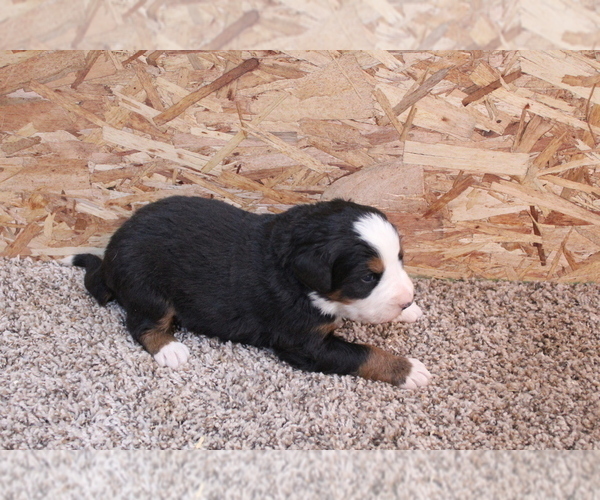Medium Photo #1 Bernese Mountain Dog Puppy For Sale in WESTCLIFFE, CO, USA