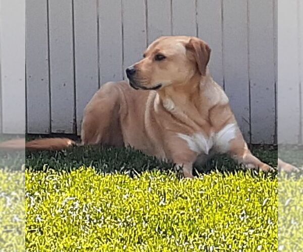 Medium Photo #2 Labrador Retriever-Unknown Mix Puppy For Sale in Sequim, WA, USA