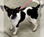 Small #4 Jack-Rat Terrier