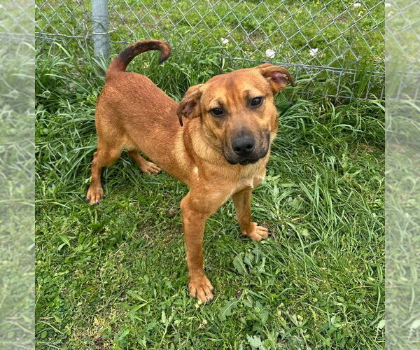 Medium Photo #2 Mutt Puppy For Sale in Canton, CT, USA