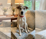 Small Labrador Retriever Mix