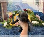 Small #4 Cane Corso