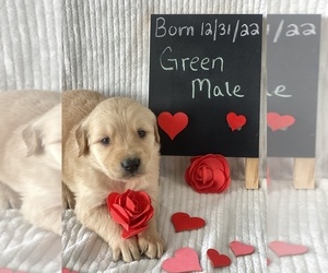 Golden Retriever Puppy for sale in STATE ROAD, NC, USA
