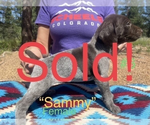 Medium Photo #11 German Shorthaired Pointer Puppy For Sale in FLORISSANT, CO, USA