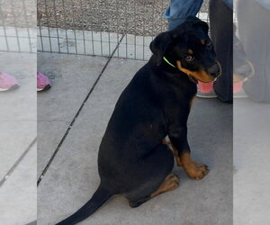 Rottweiler Dogs for adoption in Gilbert, AZ, USA