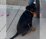 Small Rottweiler