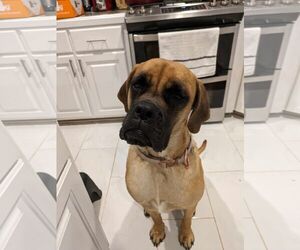 Mastiff Dogs for adoption in Edmond, OK, USA