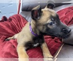 Small Photo #98 Belgian Malinois Puppy For Sale in REESEVILLE, WI, USA