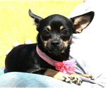 Small #2 French Bullhuahua