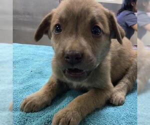 Great Pyrenees-Unknown Mix Dogs for adoption in Riverside, CA, USA