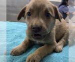 Small Great Pyrenees Mix