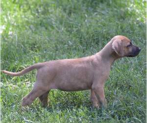 Daniff Puppy for sale in CADILLAC, MI, USA