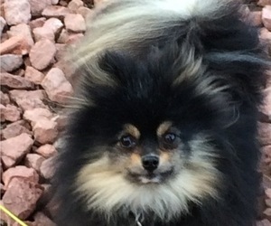 Father of the Pomeranian puppies born on 09/06/2023