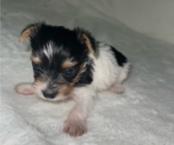 Medium Photo #2 Yorkshire Terrier Puppy For Sale in RALEIGH, NC, USA