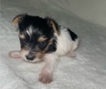 Small Photo #2 Yorkshire Terrier Puppy For Sale in RALEIGH, NC, USA