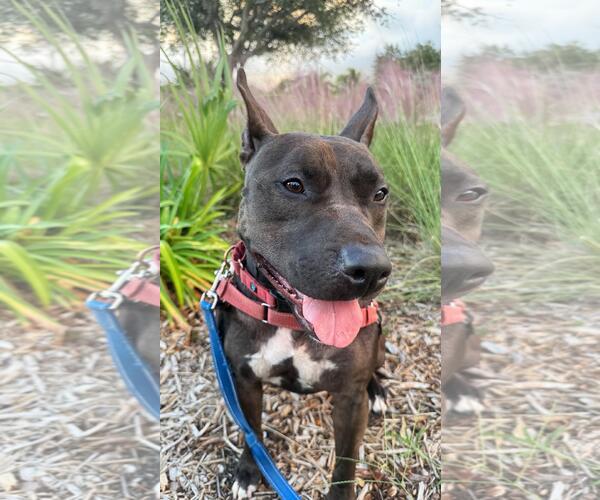 Medium Photo #5 Mutt Puppy For Sale in Pompano Beach , FL, USA