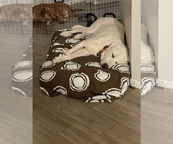 Medium Photo #11 Great Pyrenees-Unknown Mix Puppy For Sale in Houston, TX, USA