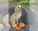 Small #1 Mutt