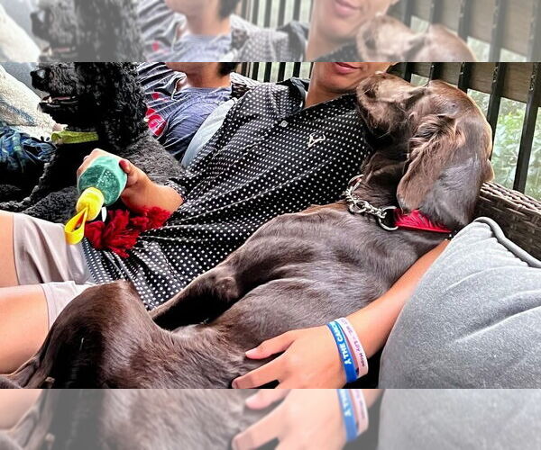 Medium Photo #3 Labrador Retriever-Unknown Mix Puppy For Sale in New York, NY, USA
