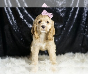 Cocker Spaniel Puppy for sale in WARSAW, IN, USA