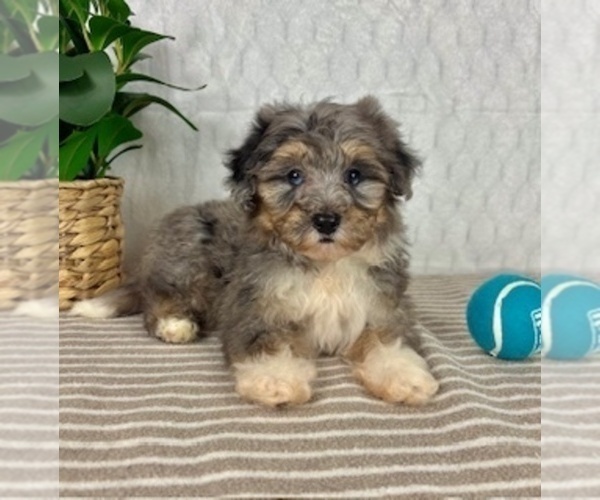 Medium Photo #1 Bernedoodle (Miniature) Puppy For Sale in GREENFIELD, IN, USA