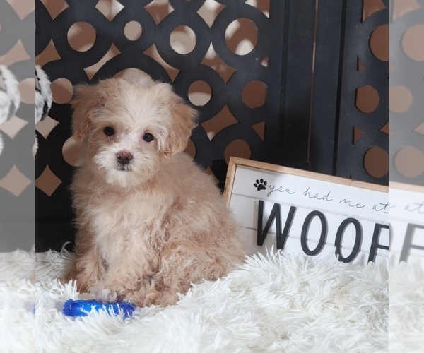Medium Photo #4 Maltipoo (Miniature) Puppy For Sale in MOUNT VERNON, OH, USA