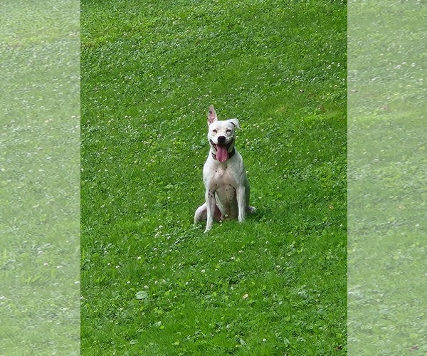 Medium Photo #3 Mutt Puppy For Sale in Woodsfield, OH, USA