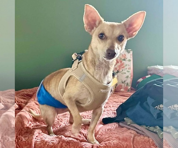 Medium Photo #2 Chihuahua-Unknown Mix Puppy For Sale in Minneapolis, MN, USA